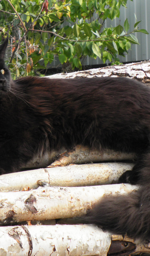 Чёрный красивый кот мейн-кун отдыхает