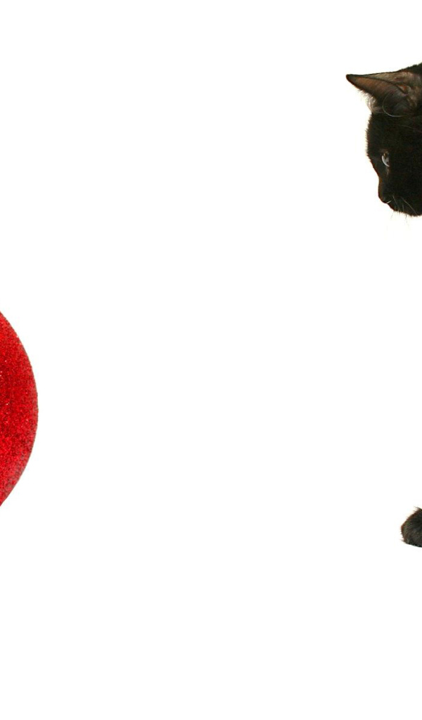 Чёрный кот и красный шар