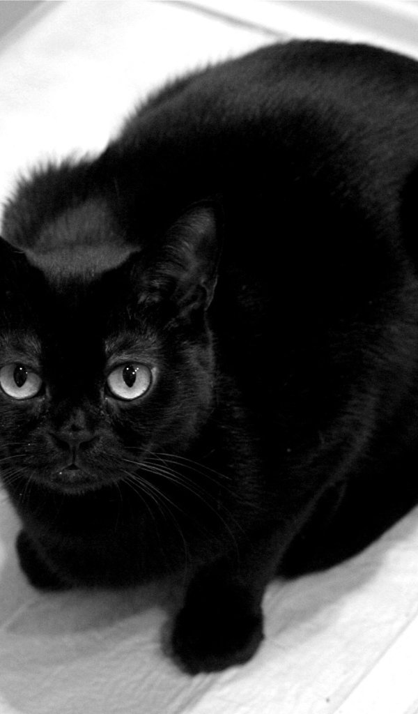 Чёрный кот смотрит на фотографа