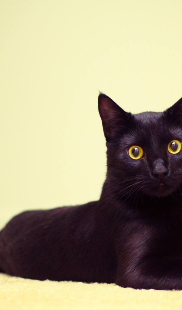 Чёрный кот лежит на коврике