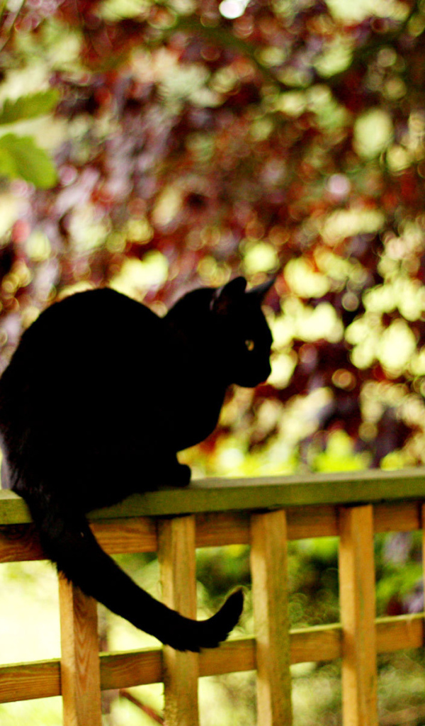 Чёрный кот на заборе