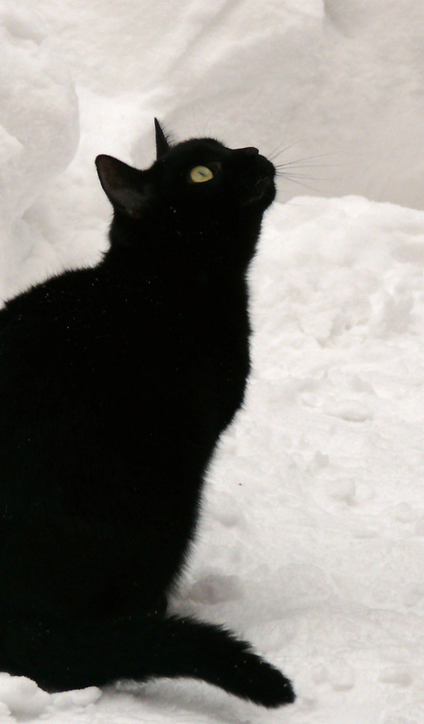 Чёрный кот на снегу смотрит вверх