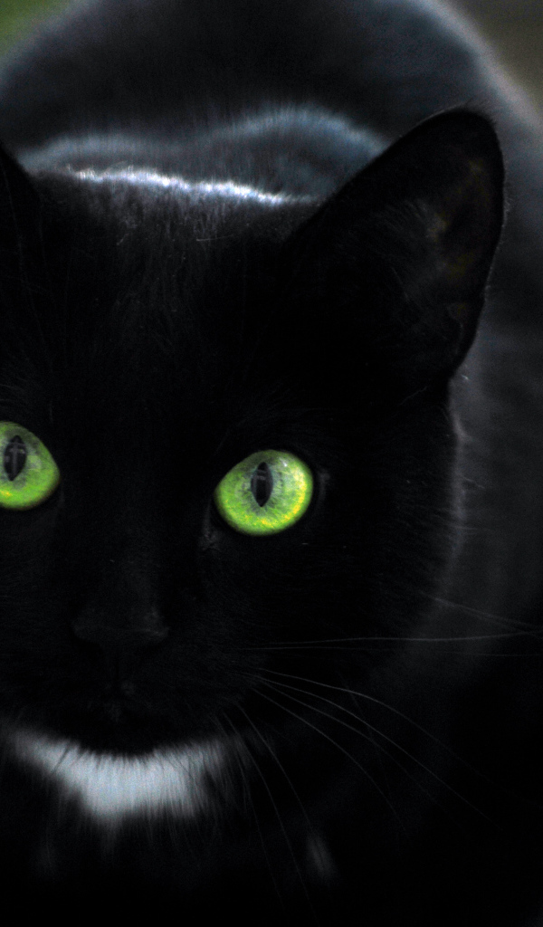 Чёрный кот с зелёными глазами и белым пятном