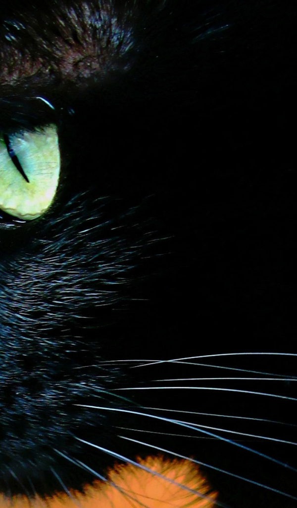 Чёрный кот с зелёными глазами крупным планом