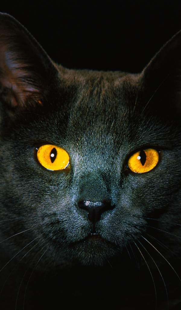 Чёрный кот с рыжими глазами