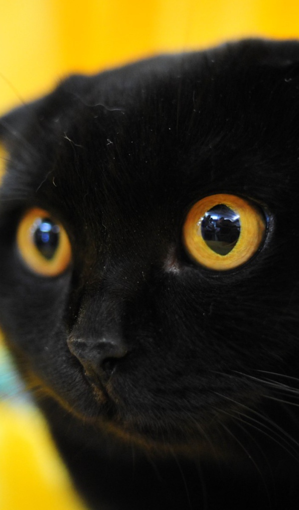 Чёрный вислоухий кот