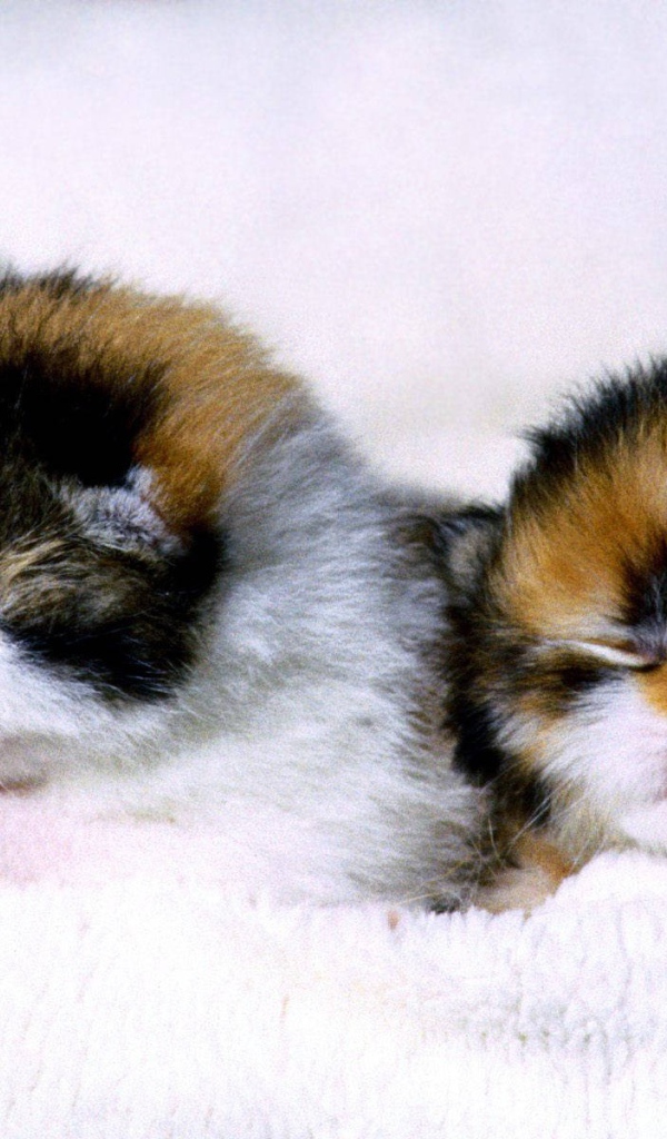 Слепые котята