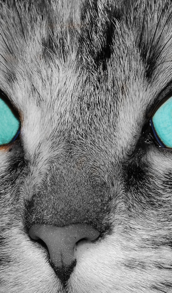 Голубоглазый кот