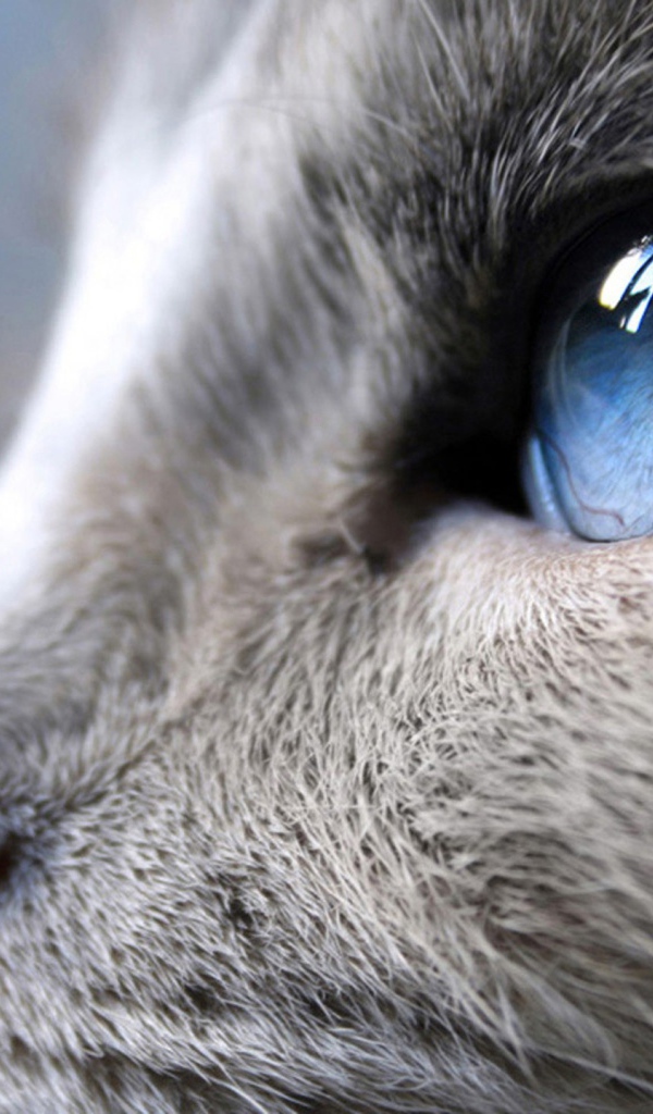 Синий кошачий глаз