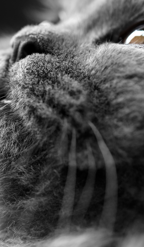 Британский кот крупным планом