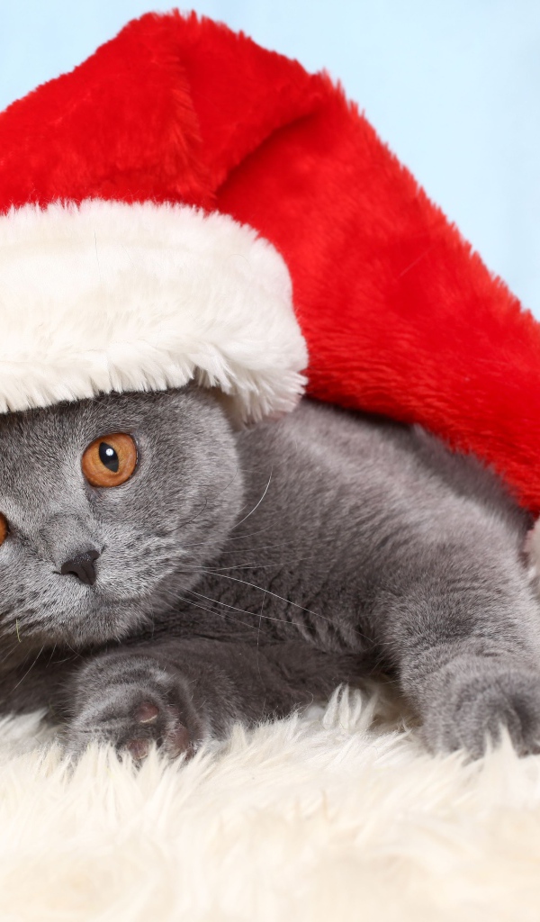 Британский кот в новогодней шапке