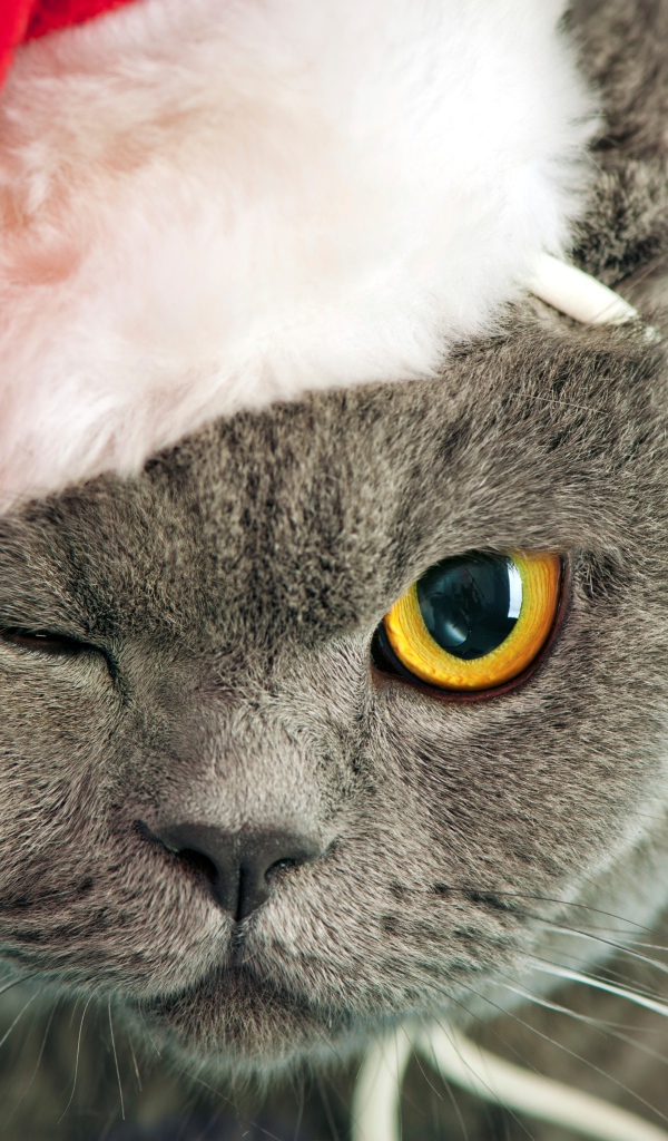Британский кот в новогодней шапке подмигнул