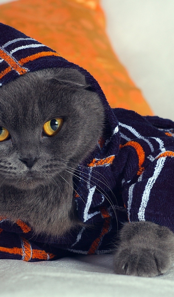 Британский кот в наряде