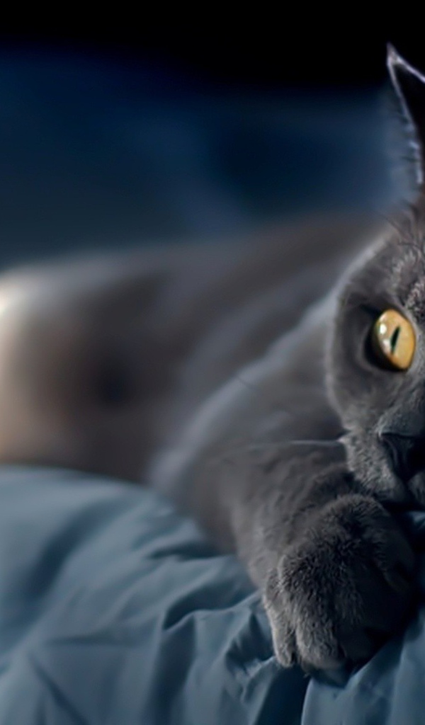 Британский кот испуганный