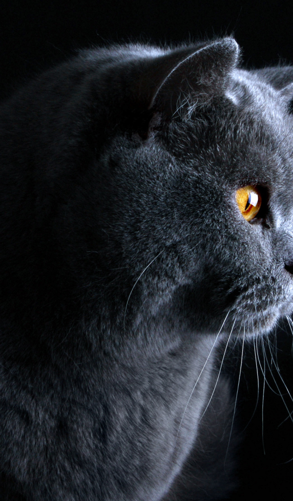 Британский кот на тёмном фоне
