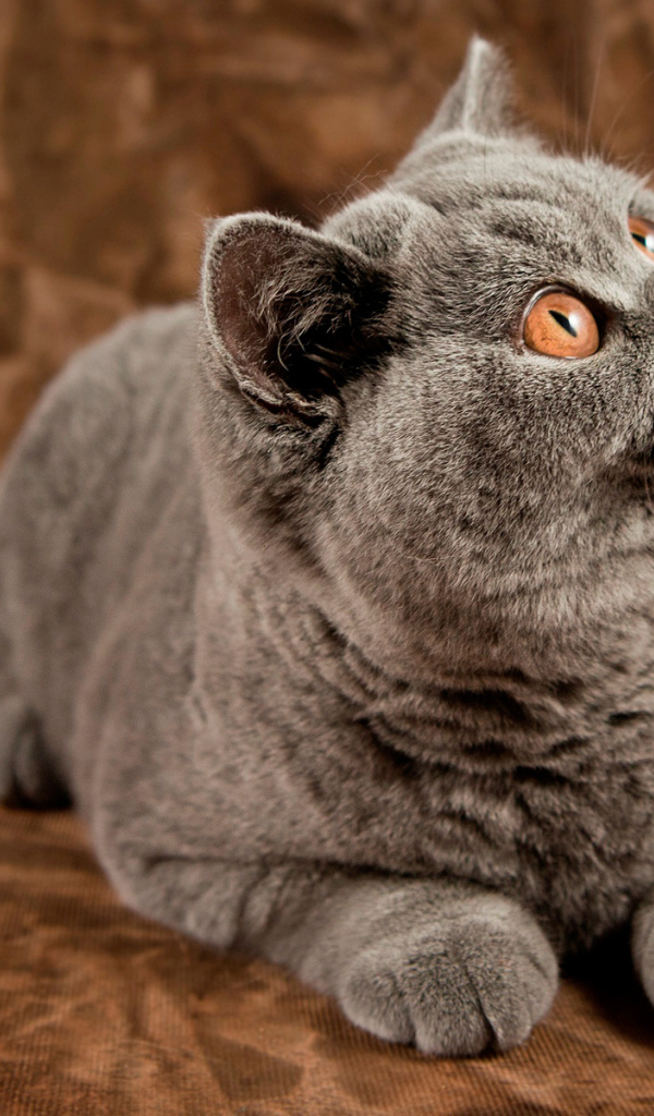 Британский кот засмотрелся