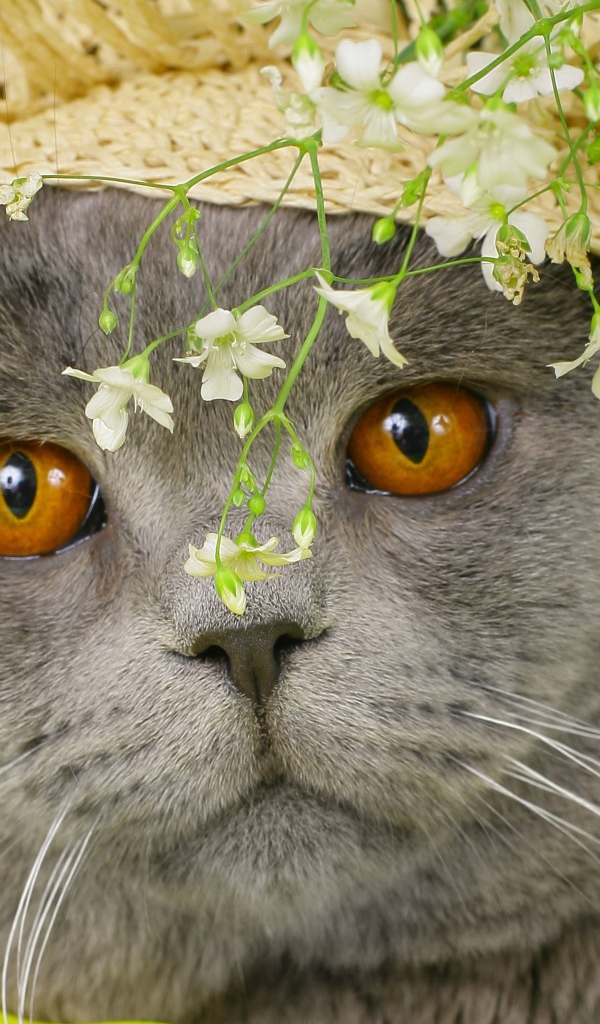 Британский короткошёрстный кот в шляпе