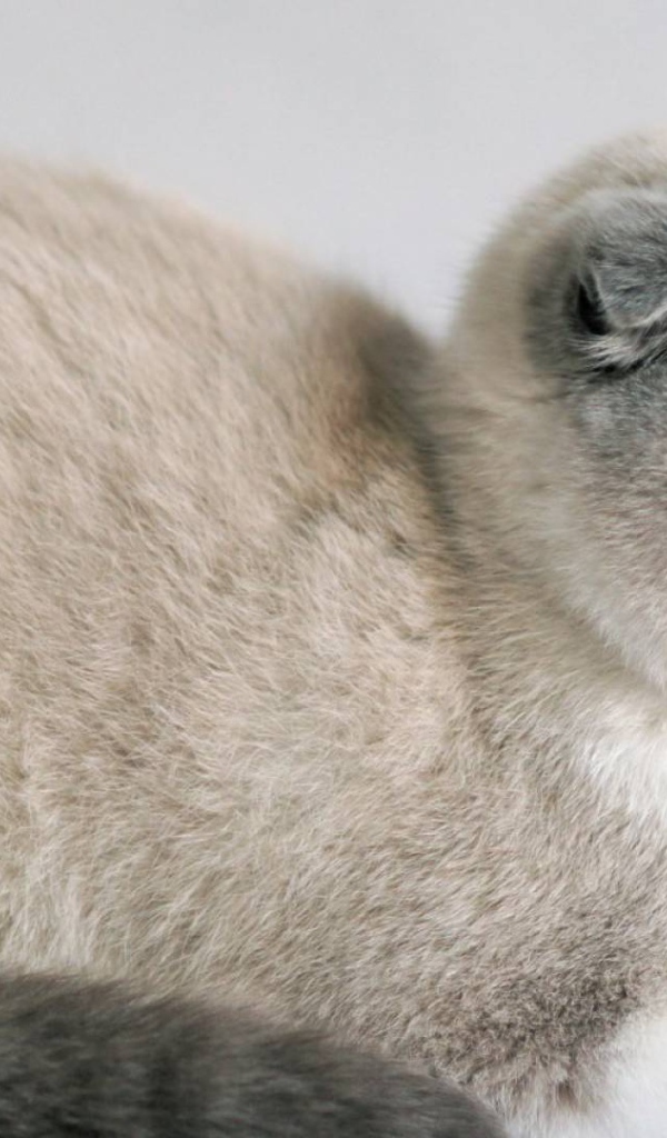 Спокойный шотландский вислоухий кот