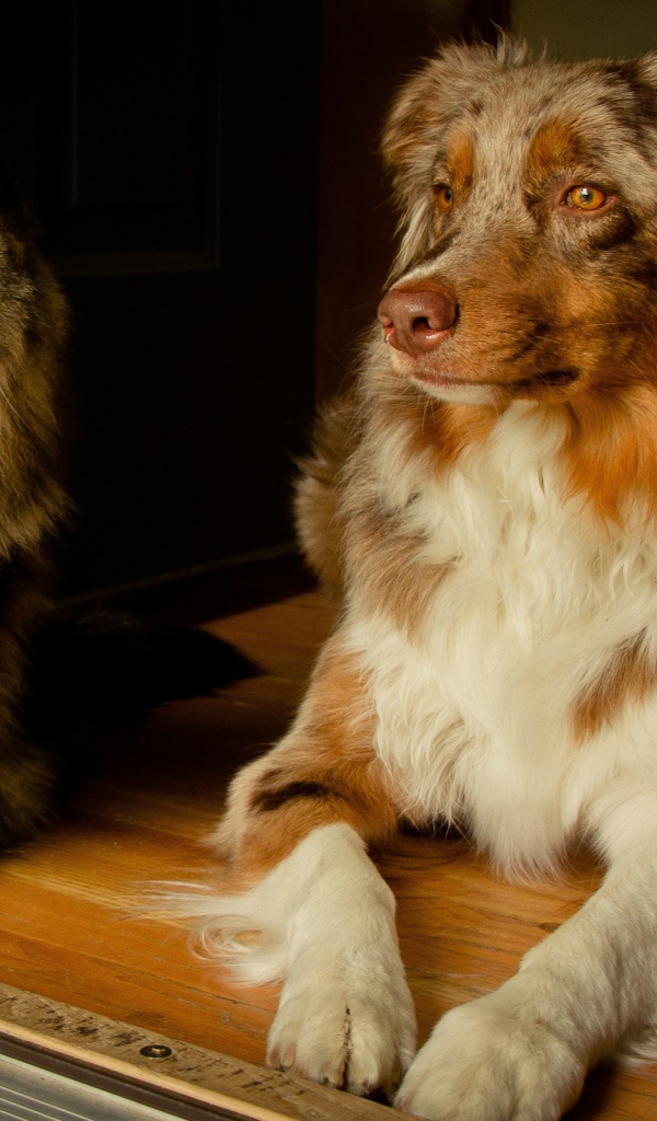 Кошка и собака друзья