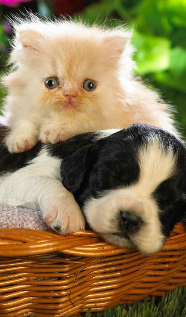 Кот и пёс в корзине