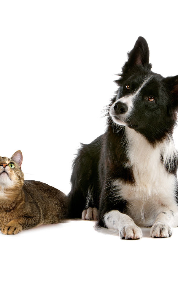 Кот и пёс на кого-то смотрят