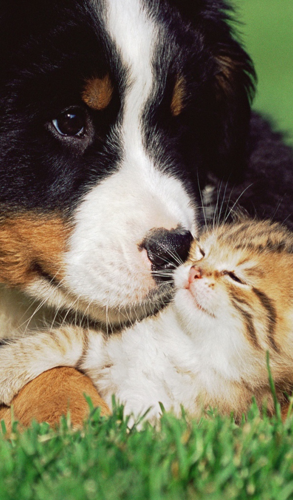 Кот и пёс на лужайке