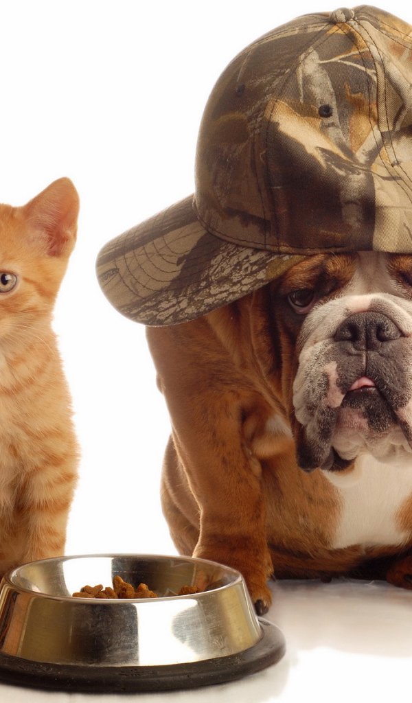 Кот и пёс делят еду