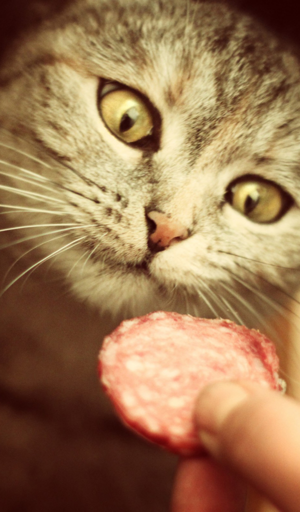 Кот и вкусная колбаса