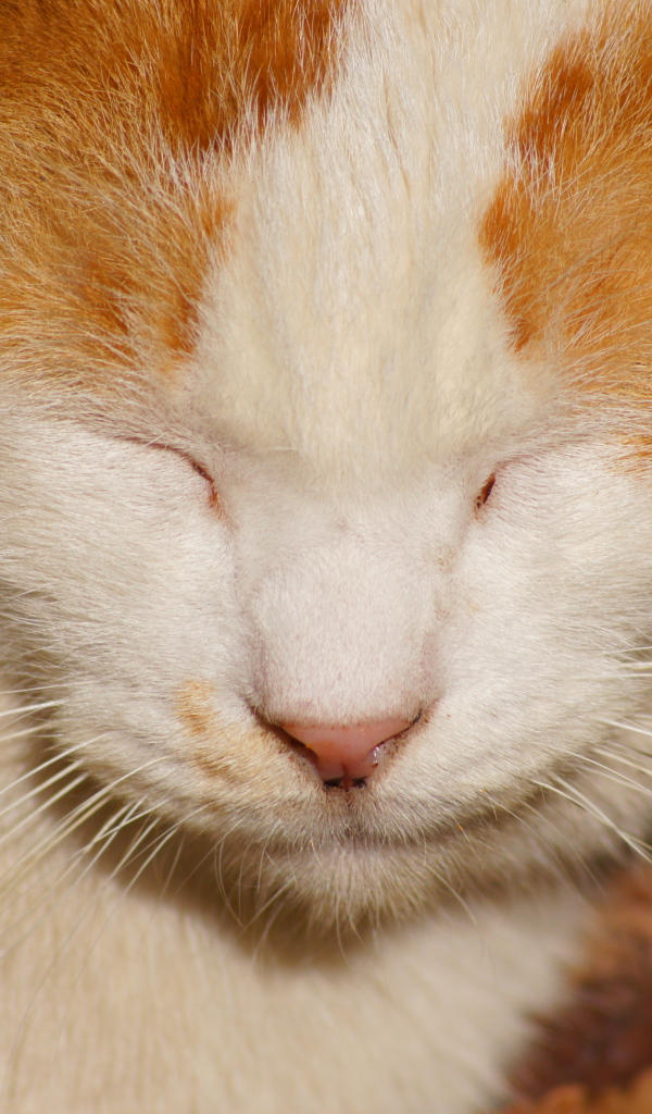 Рыжий кот жмурится