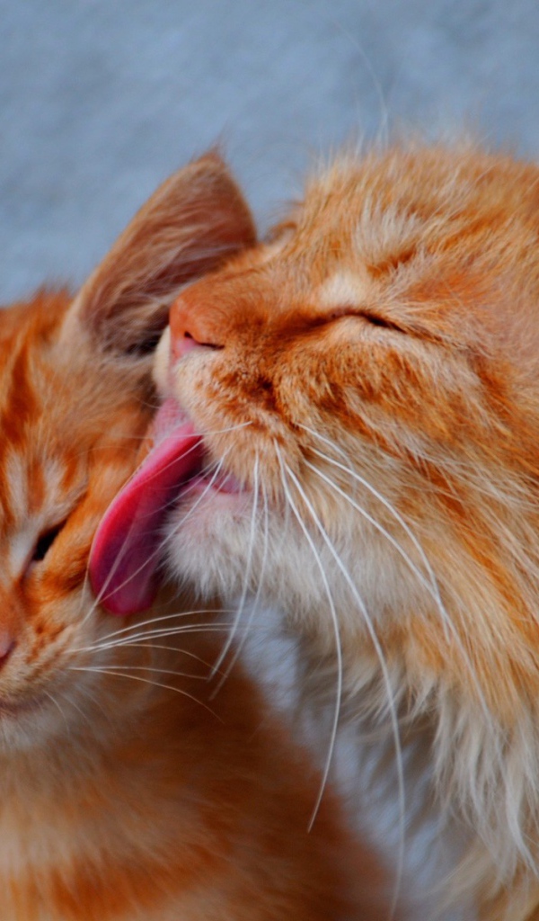 Кот лижет кошку