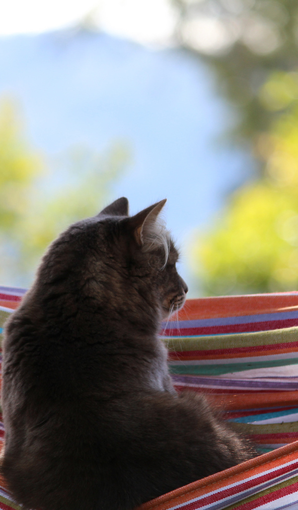 Кот мечтает в гамаке