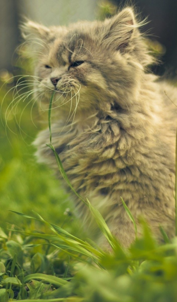 Кошка ест цветы