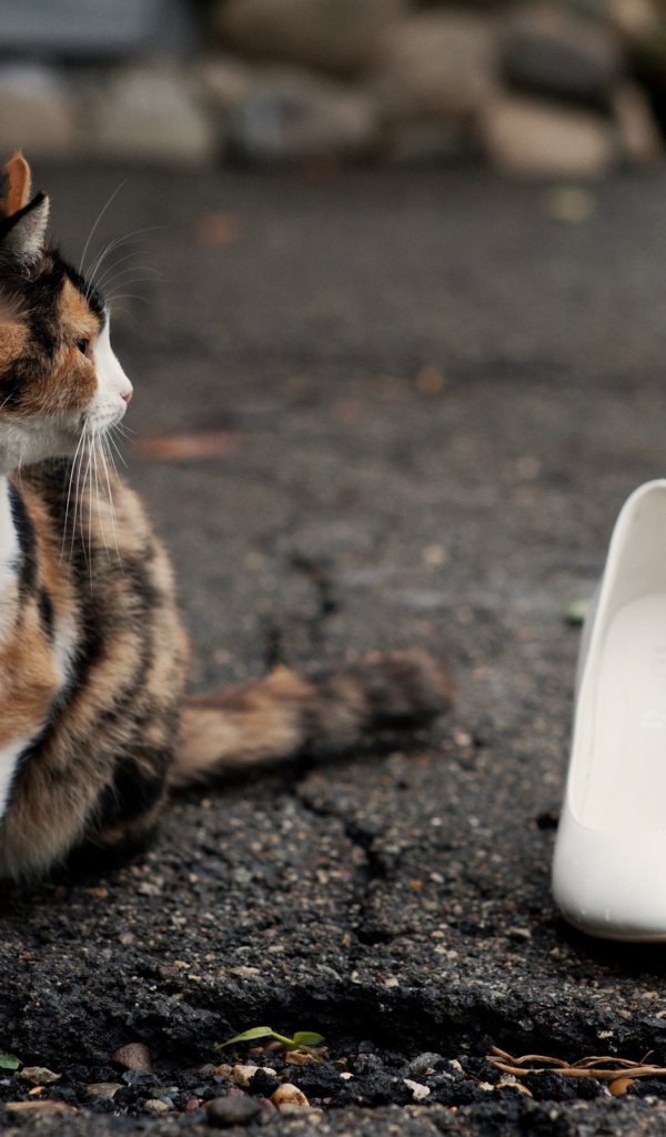 Кот охраняет туфли