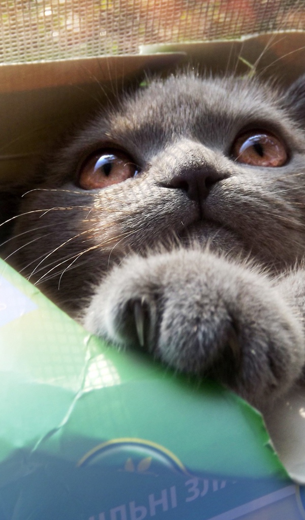 Кошка в коробке