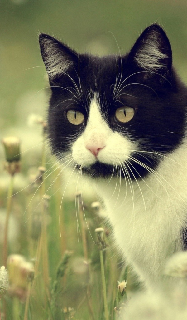 Кот в одуванчиках