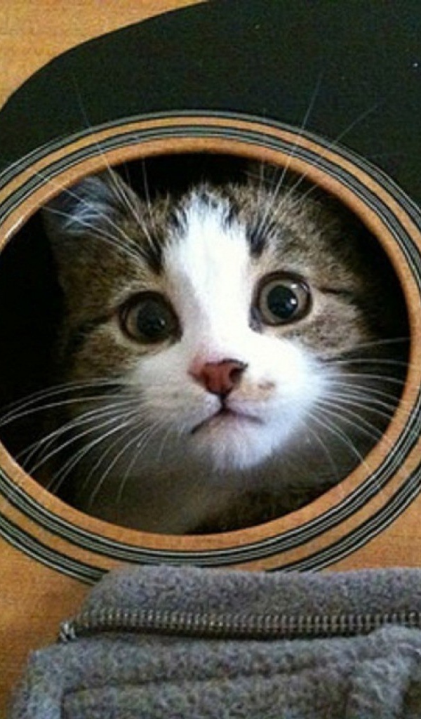 Кошка в гитаре