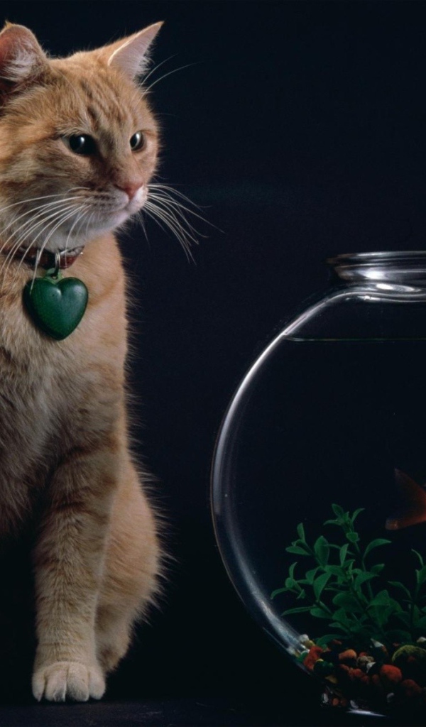 Кот смотрит на рыбок