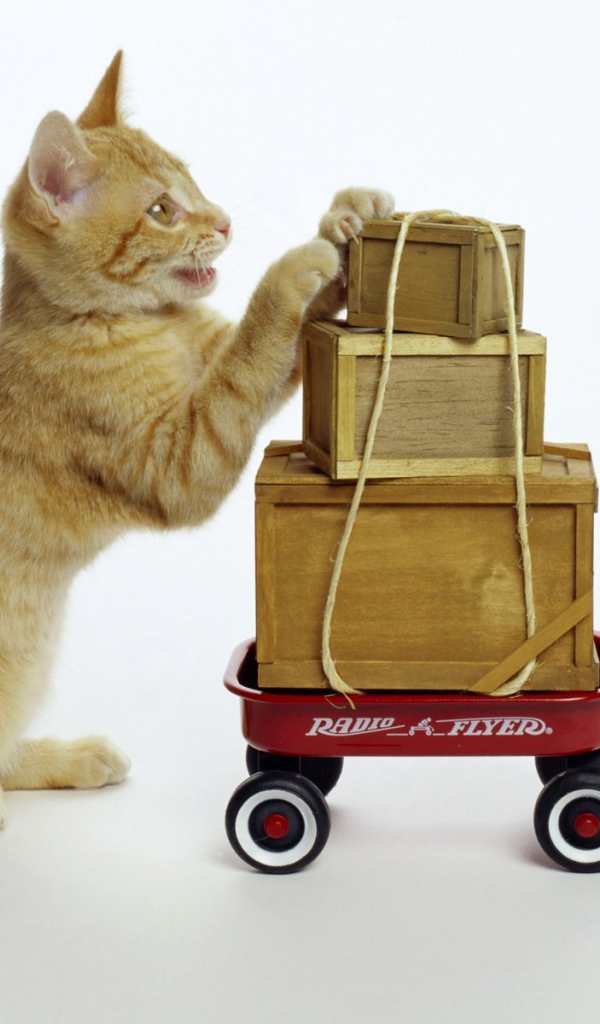 Кот везет посылки