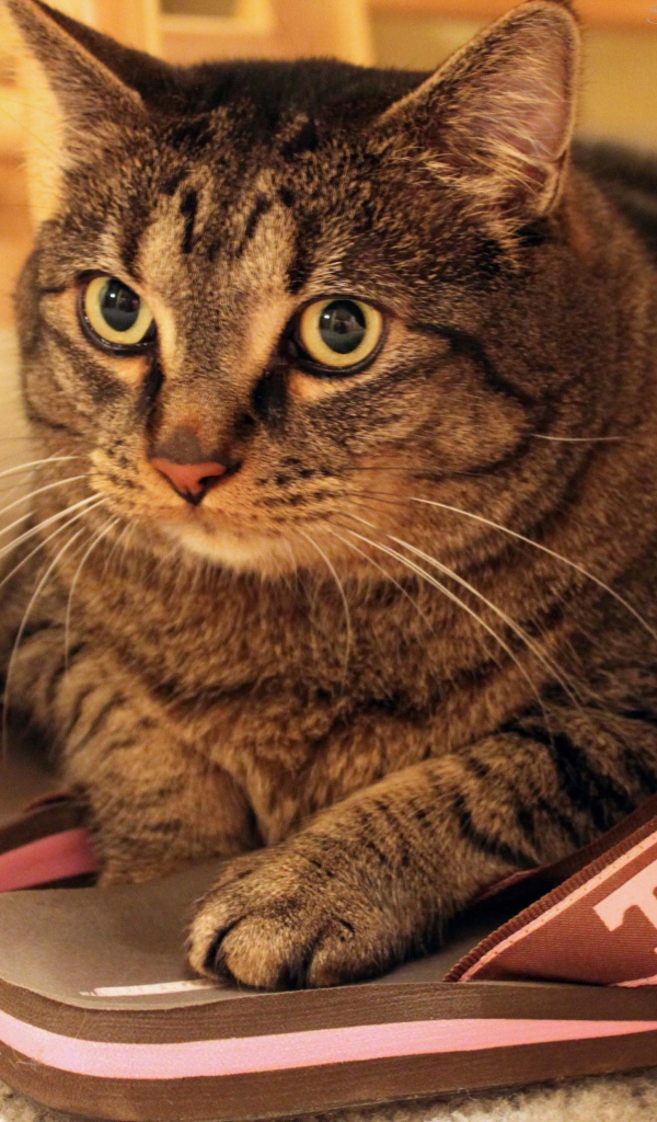 Кот на тапочках