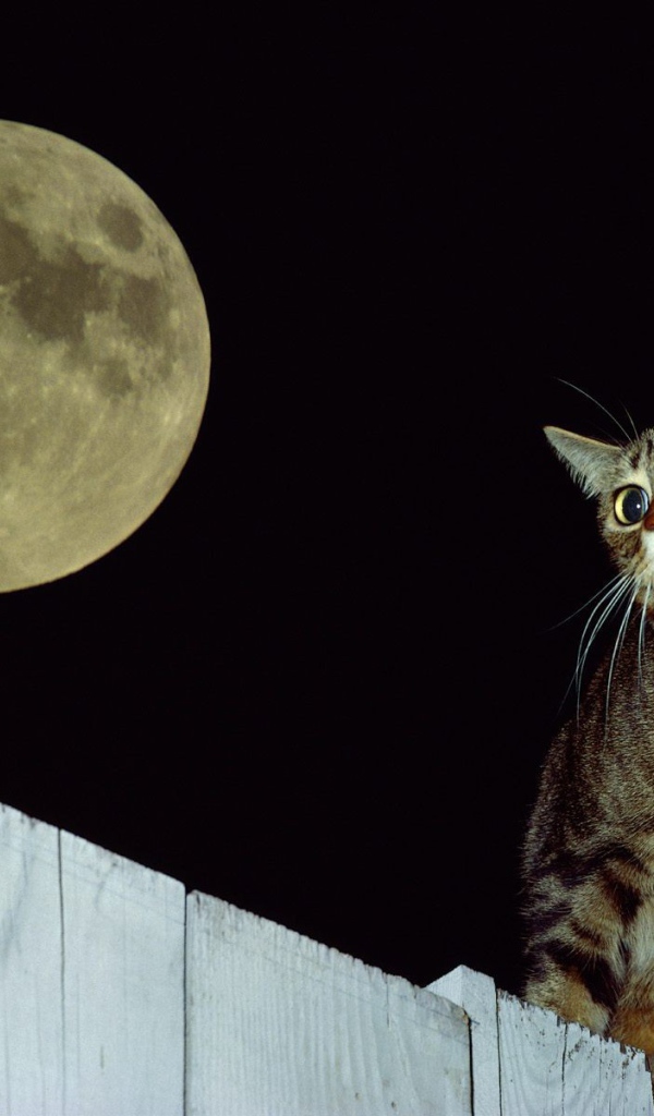 Кот на заборе под луной