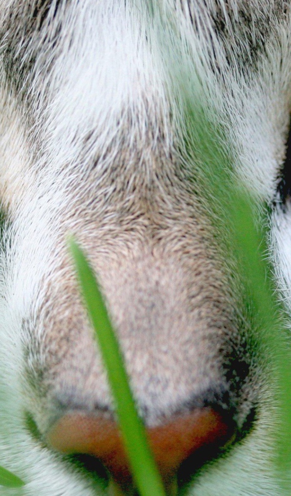 Кошачий пронзительный взгляд