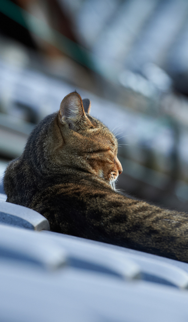 Кот спит на крыше