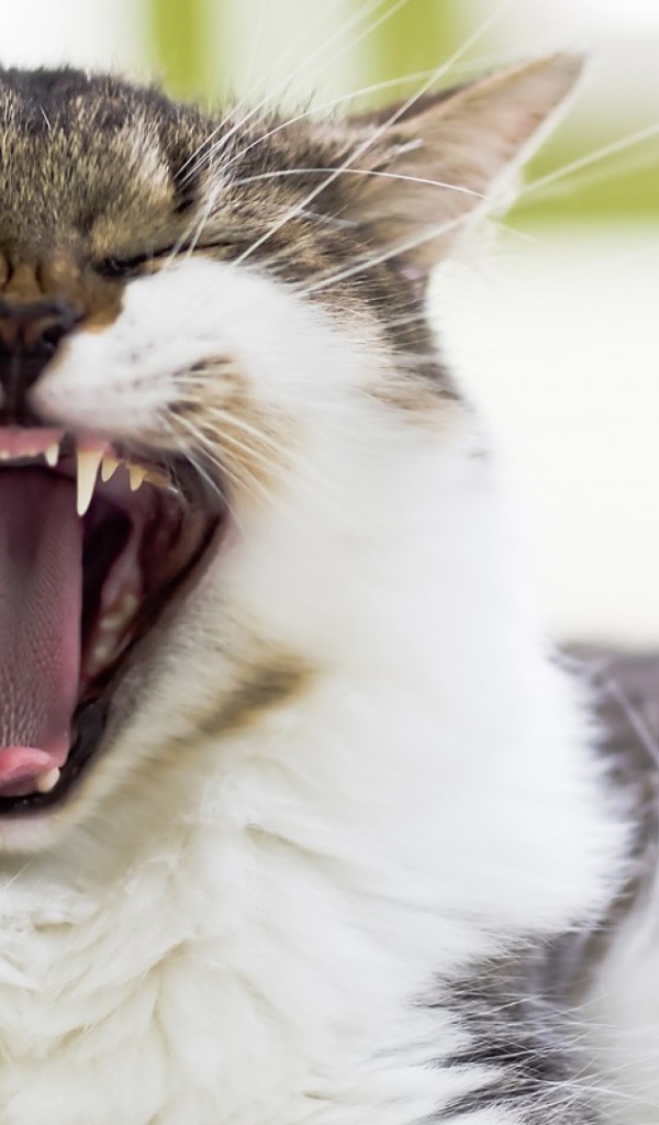 Кот берет на испуг