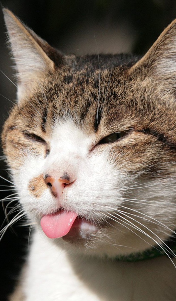 Кошка показывает язык
