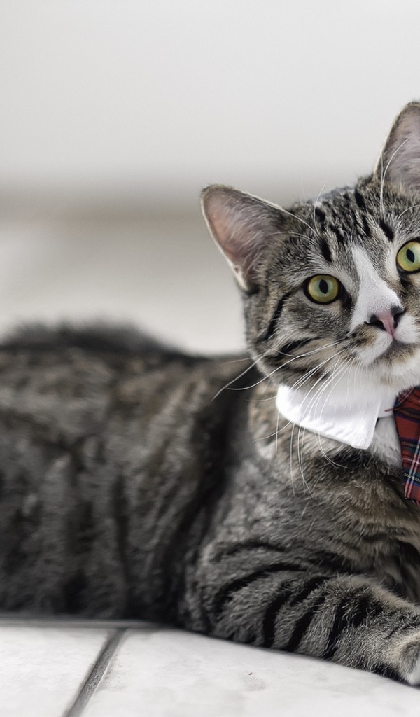 Кот в галстуке