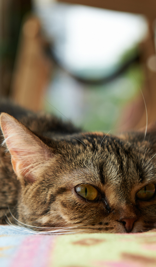 Кот с безнадёжным взглядом