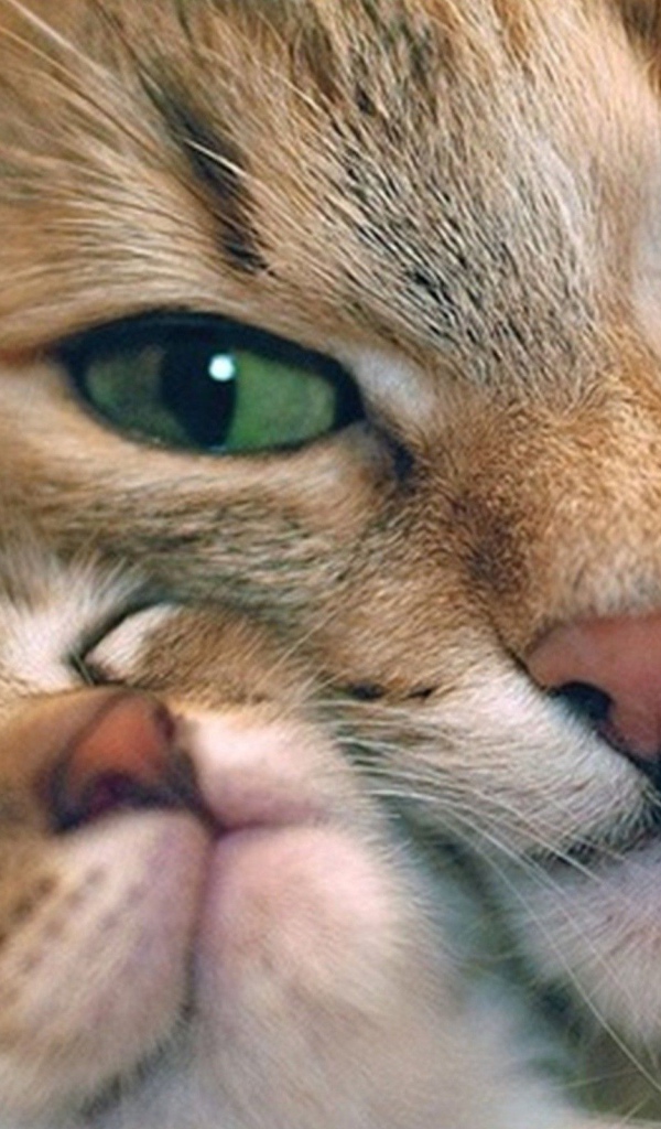 Кошечка с котенком