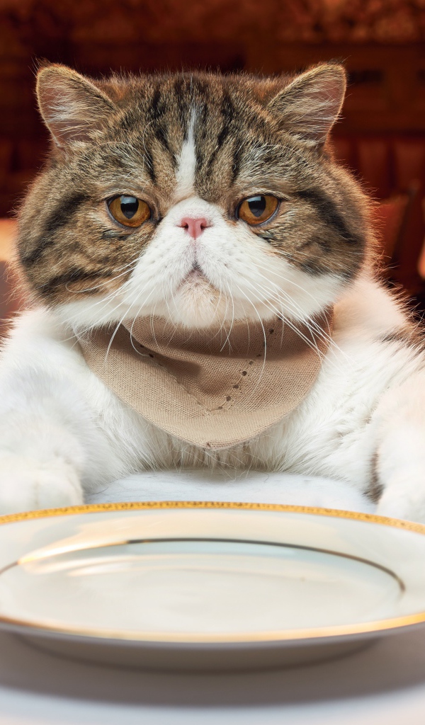 Кот с тарелкой за столом