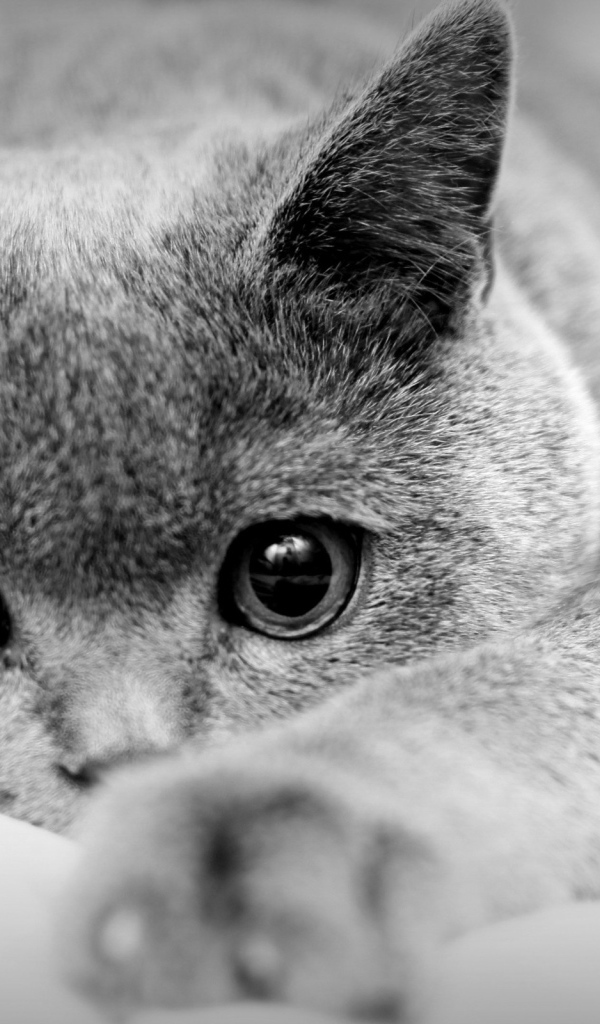 Кот с большими глазами