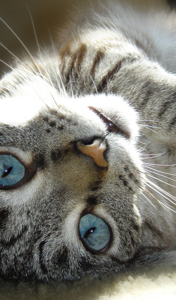 Кот с голубыми глазами